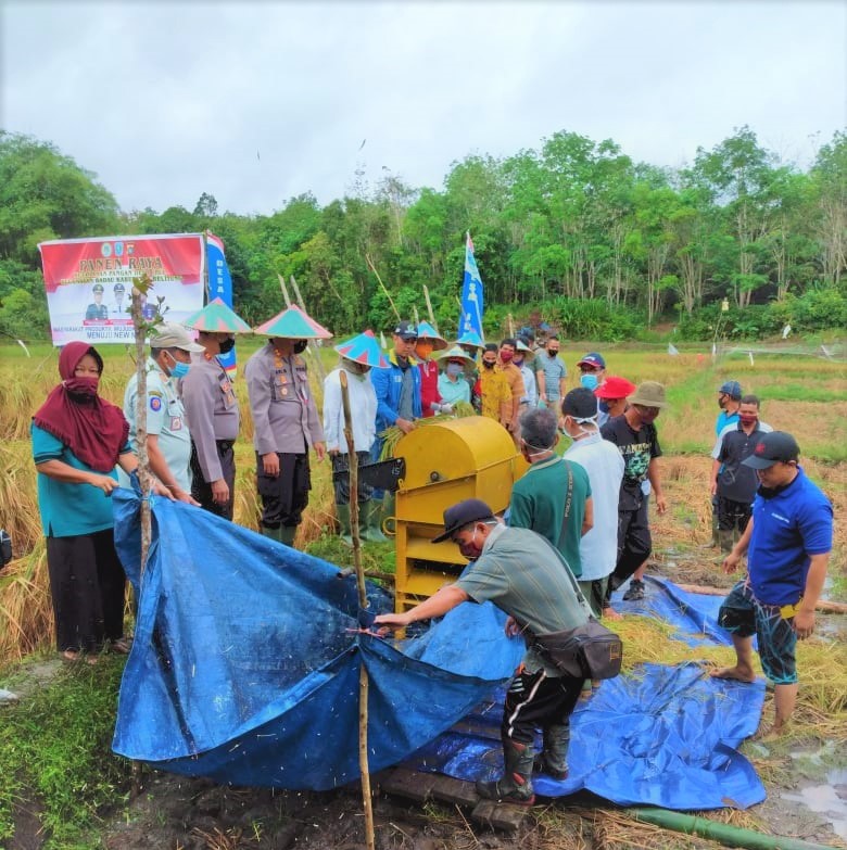 PANEN RAYA PADI SAWAH IBUL MENUJU NEW NORMAL